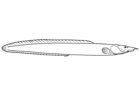 Zig Zag Eel (Mastacembelus Armatus) Coloring Page